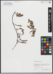 Foto von Salix alpina Scop.